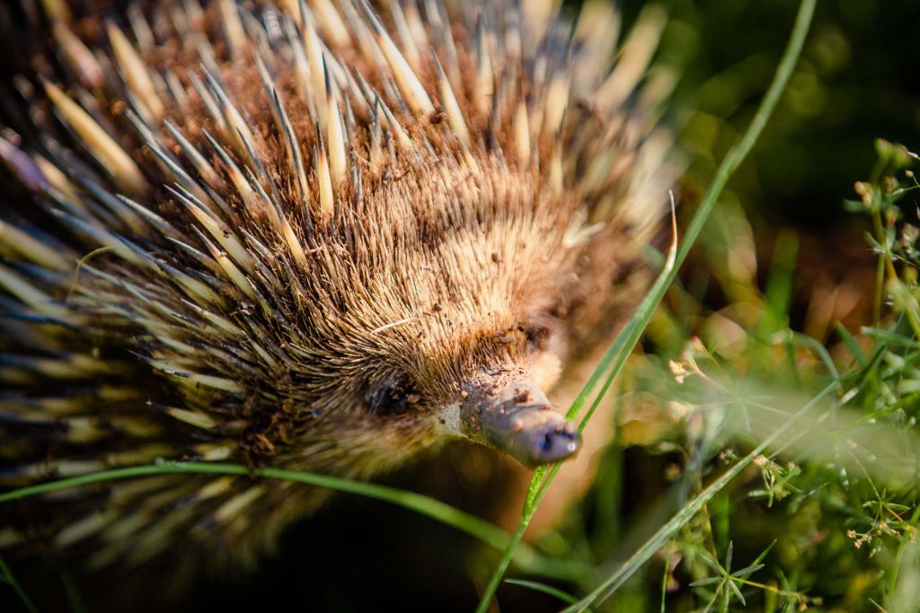 Wildlife and where to see it in Canberra | Canberra